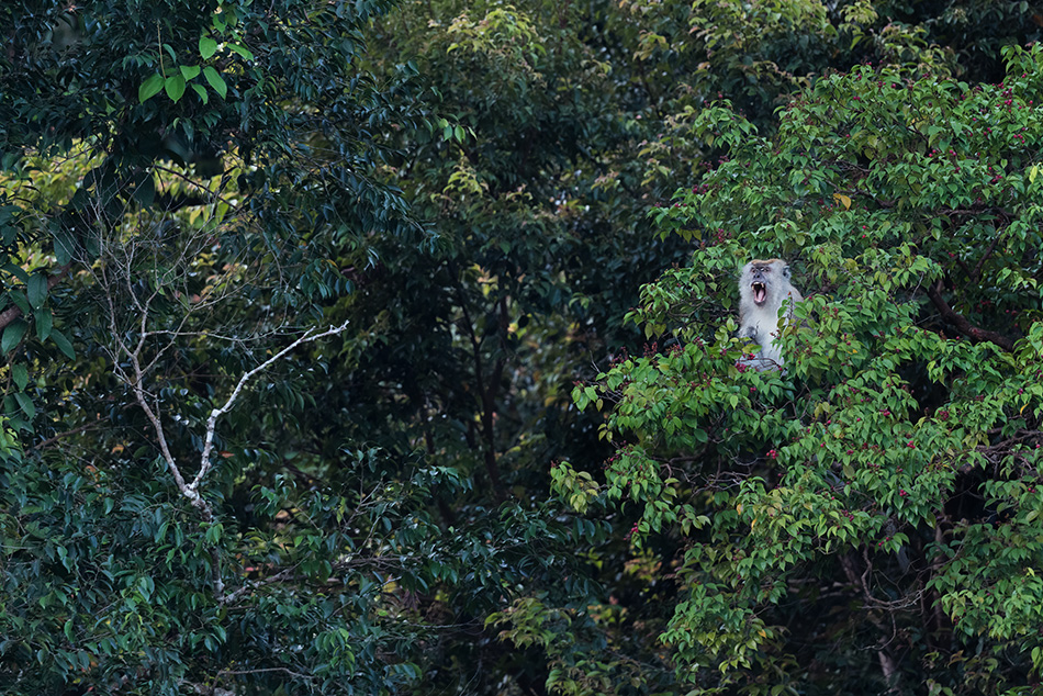 makak jávský - Macaca fascicularis