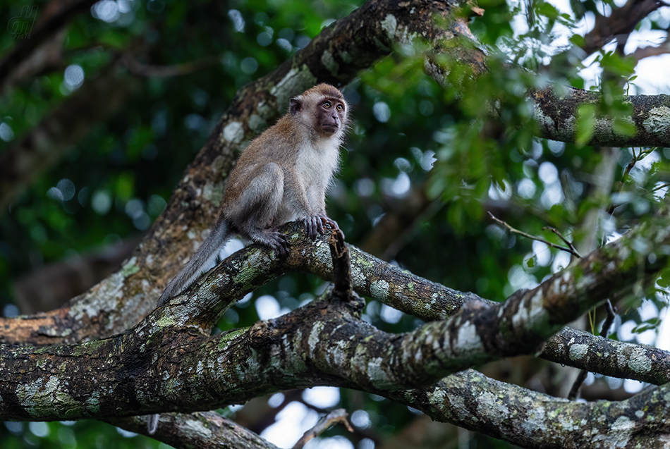 makak jávský - Macaca fascicularis