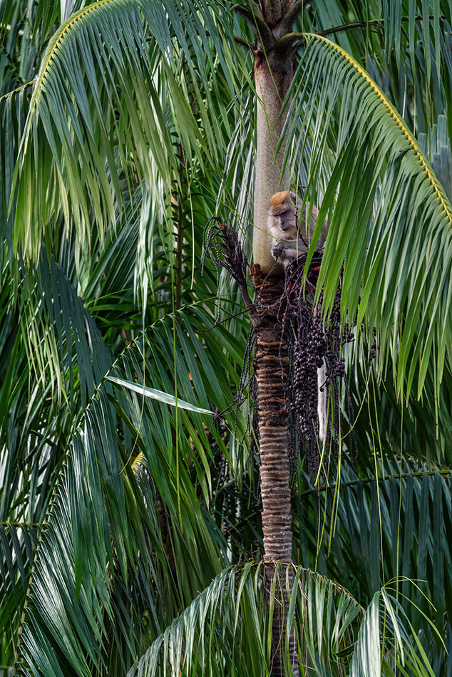 makak jávský - Macaca fascicularis