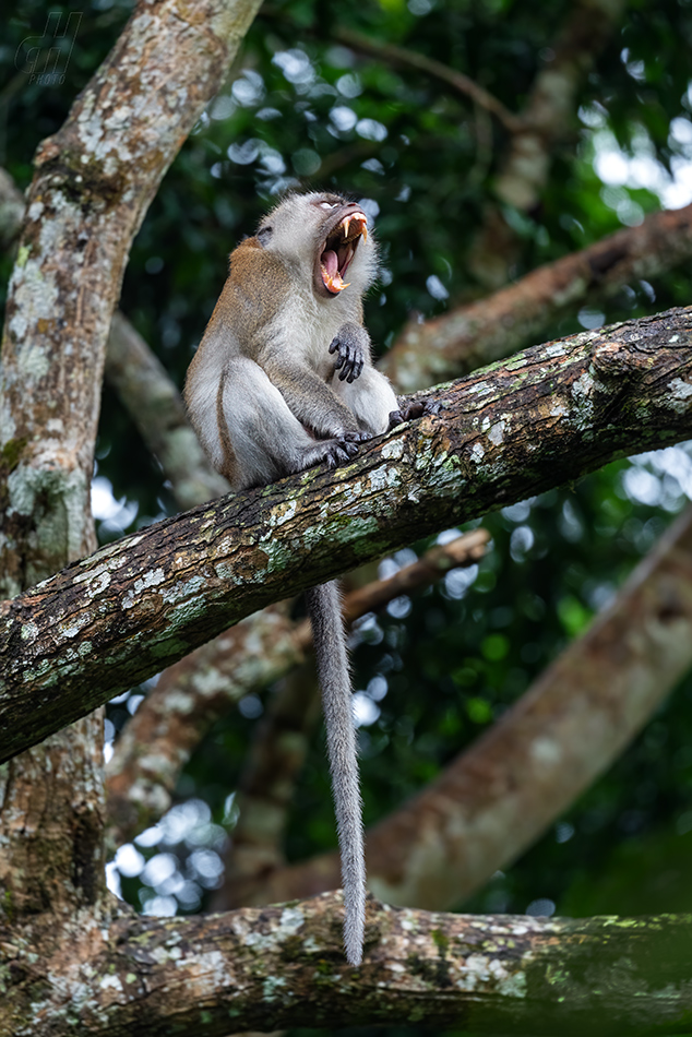 makak jávský - Macaca fascicularis