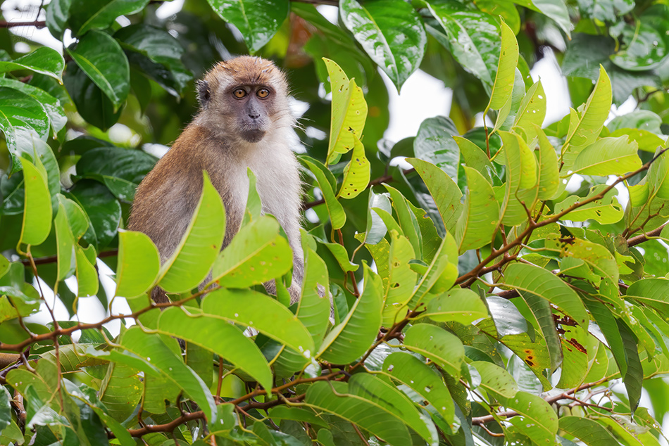 makak jávský - Macaca fascicularis