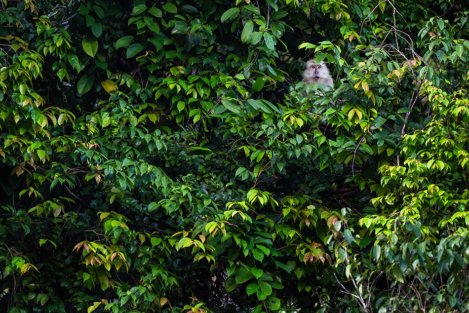 makak jávský - Macaca fascicularis