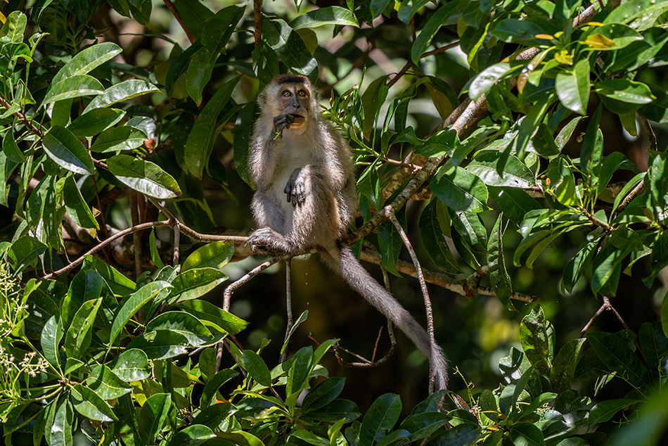 makak jávský - Macaca fascicularis