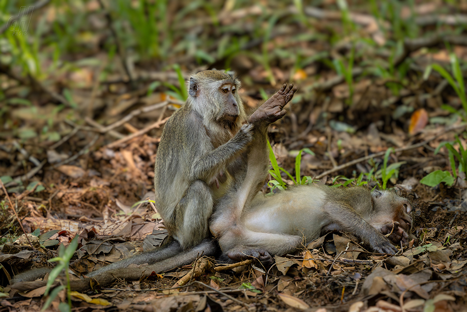 makak jávský - Macaca fascicularis