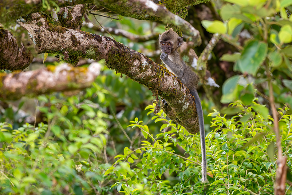 makak jávský - Macaca fascicularis