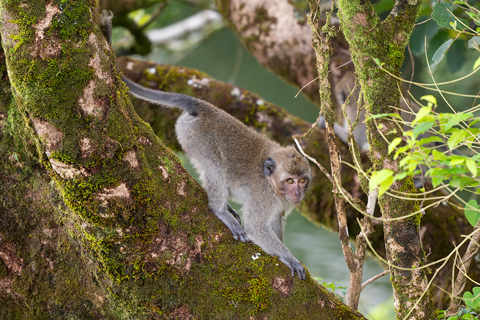 makak jávský - Macaca fascicularis