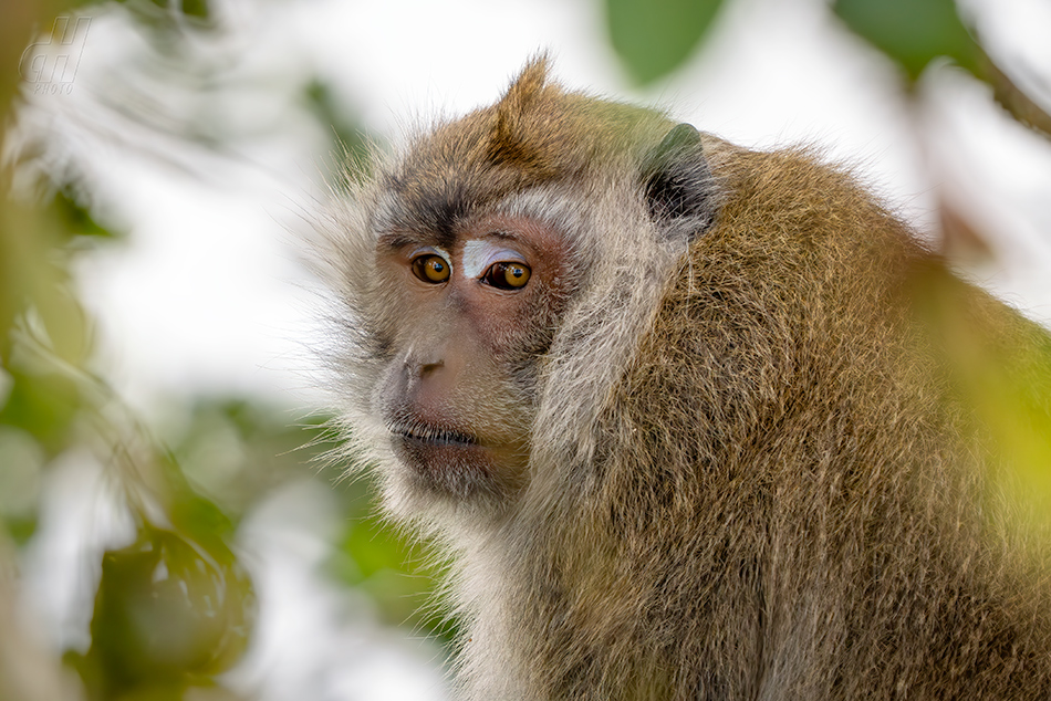 makak jávský - Macaca fascicularis