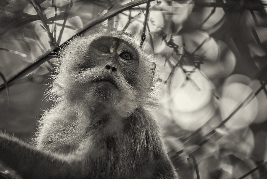 makak jávský - Macaca fascicularis