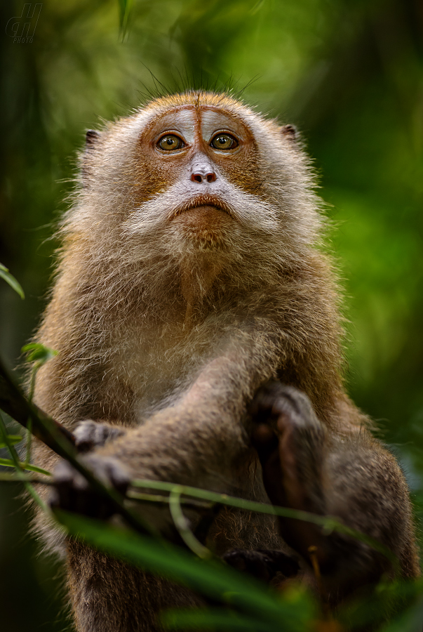 makak jávský - Macaca fascicularis