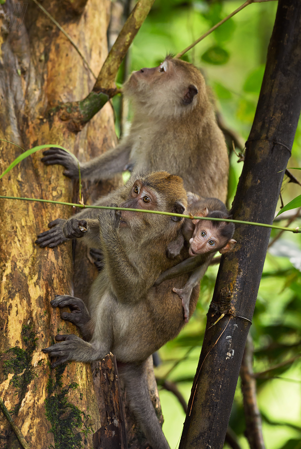 makak jávský - Macaca fascicularis