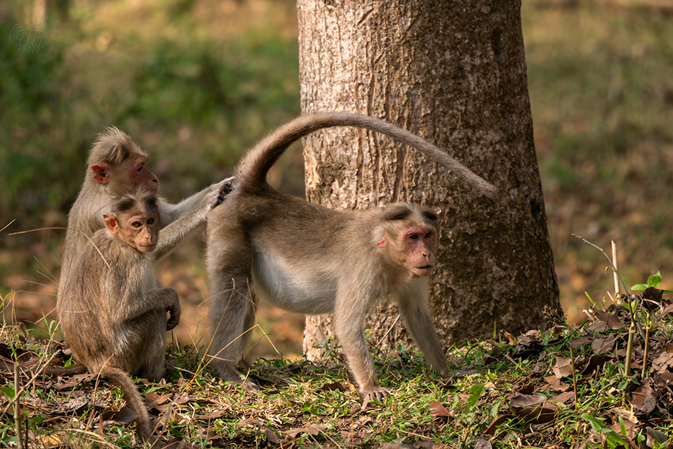 makak kápový - Macaca radiata