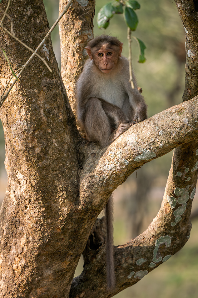 makak kápový - Macaca radiata