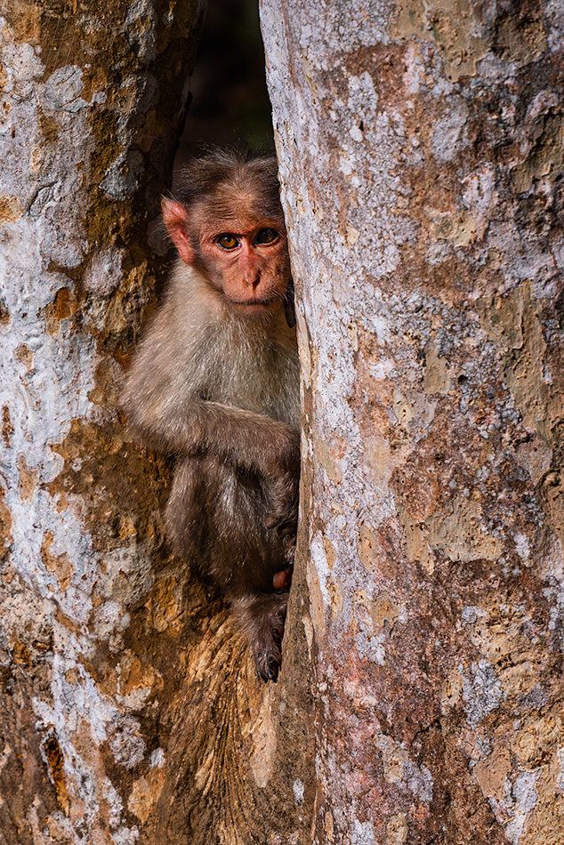 makak kápový - Macaca radiata