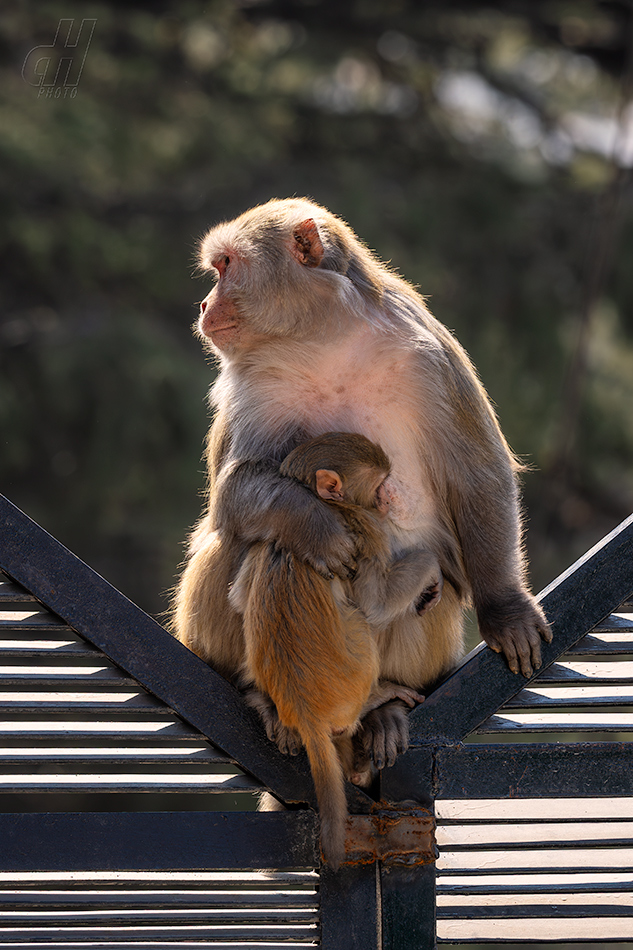 makak rhesus - Macaca mulatta