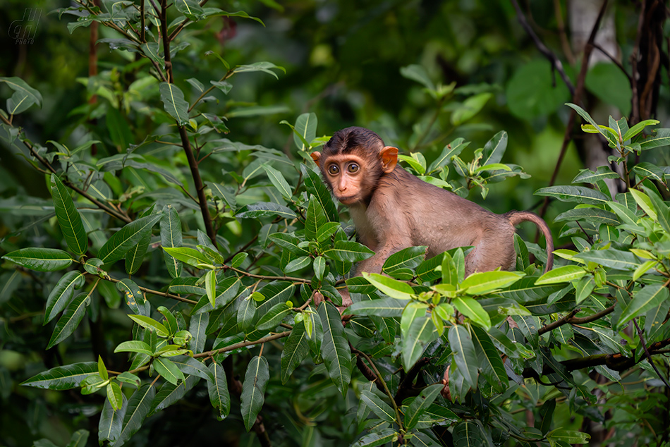 makak vepří - Macaca nemestrina