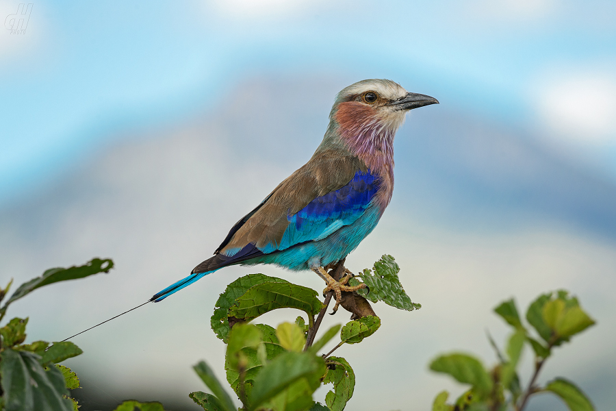 mandelík fialovoprsý - Coracias caudatus