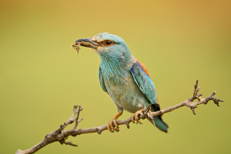 mandelík hajní - Coracias garrulus