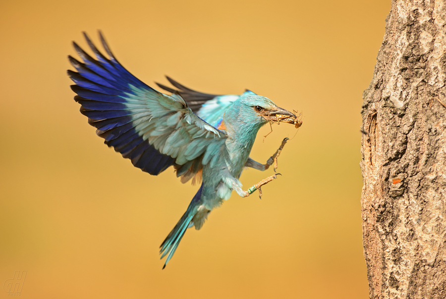 mandelík hajní - Coracias garrulus