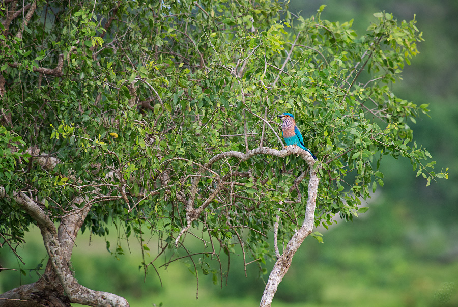 mandelík indický - Coracias benghalensis