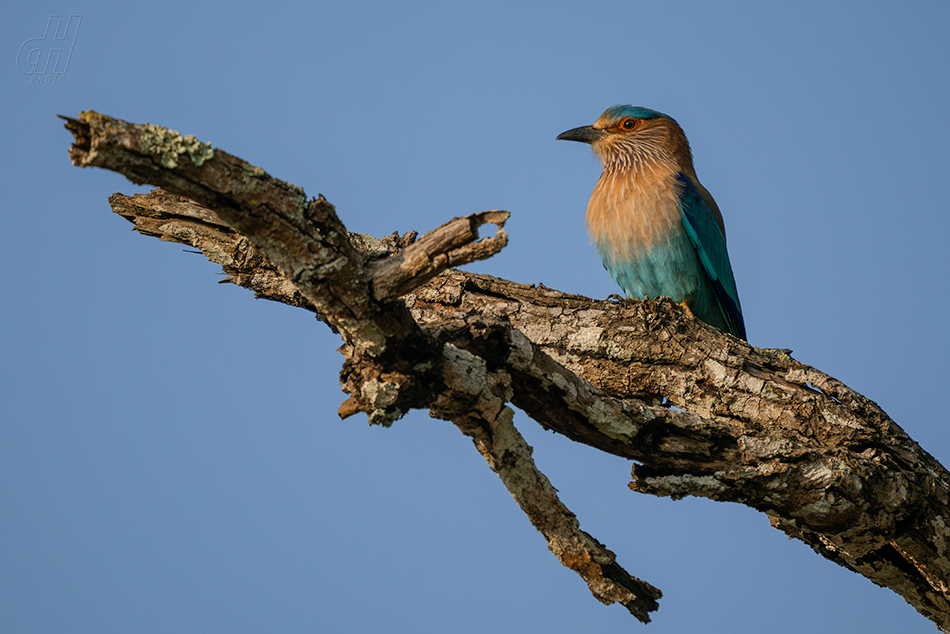 mandelík indický - Coracias benghalensis