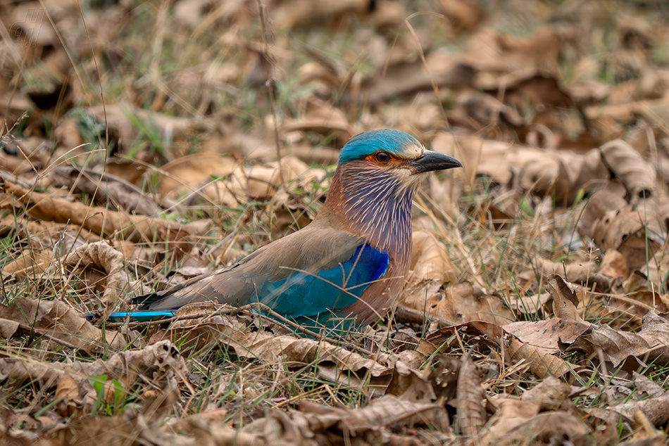 mandelík indický - Coracias benghalensis