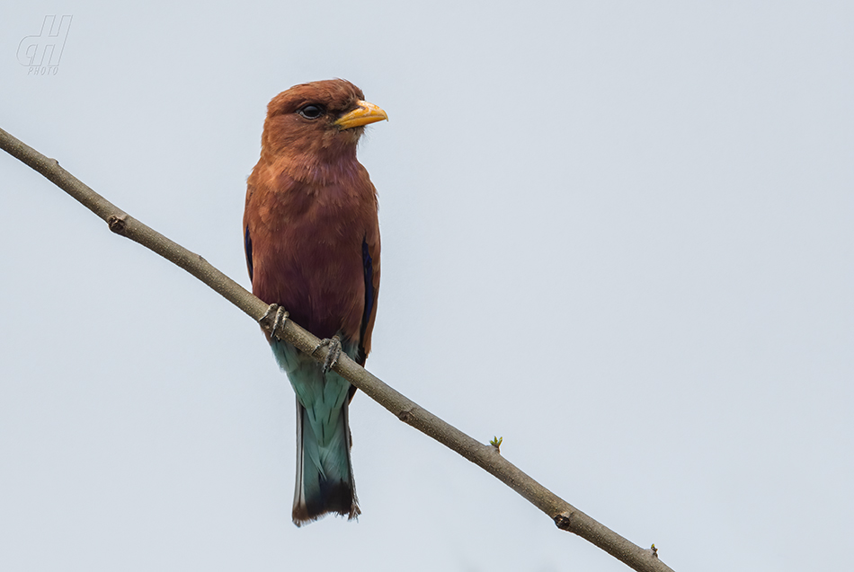 mandelík skořicový - Eurystomus glaucurus