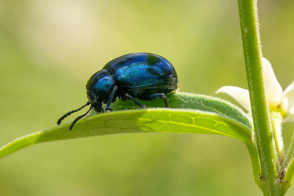 mandelinka modravá - Chrysolina coerulans