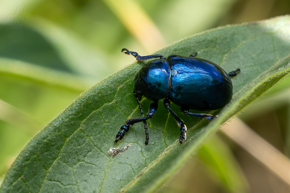 mandelinka modravá - Chrysolina coerulans