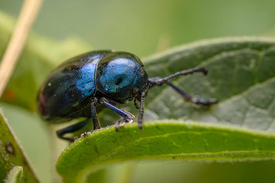 mandelinka modravá - Chrysolina coerulans