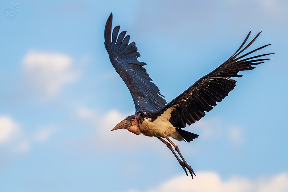 marabu africký - Leptoptilos crumeniferus