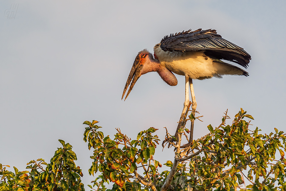 marabu africký - Leptoptilos crumeniferus