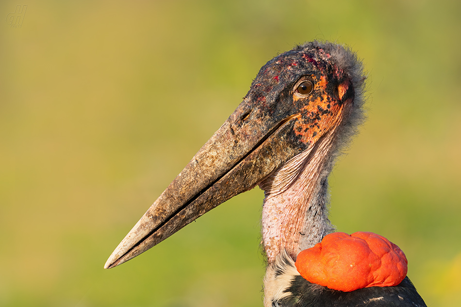 marabu africký - Leptoptilos crumeniferus