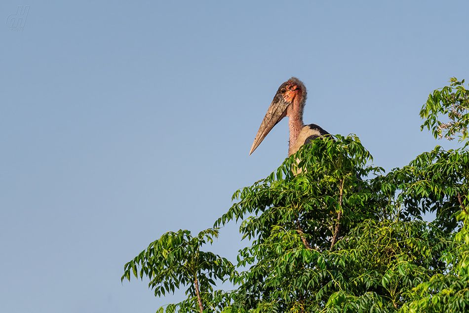 marabu africký - Leptoptilos crumeniferus