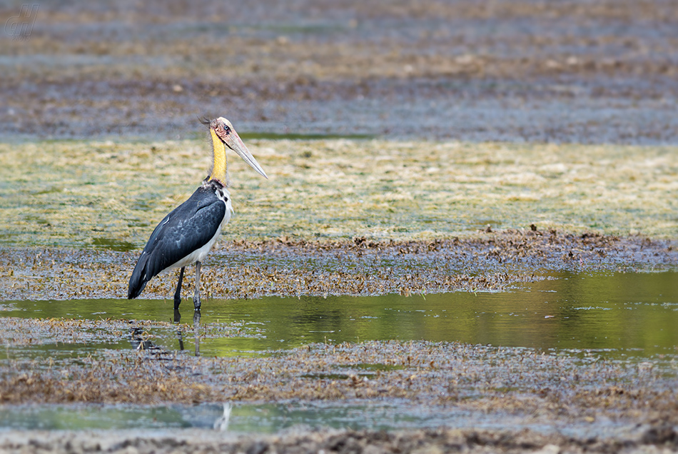 marabu indomalajský - Leptoptilos javanicus