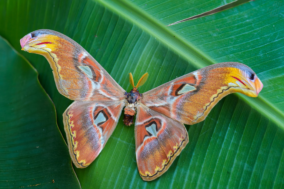 martináč atlas - Attacus atlas