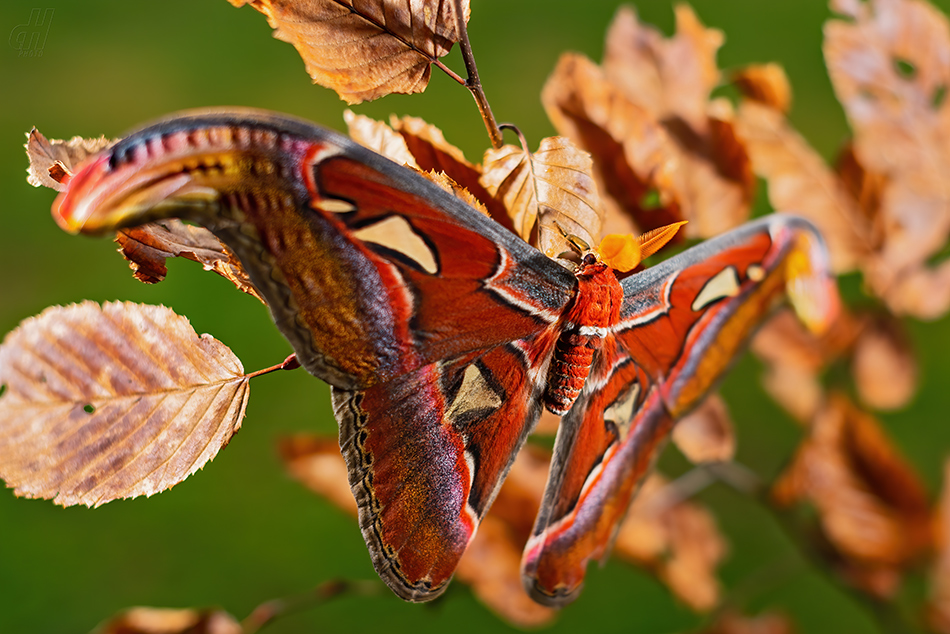 martináč atlas - Attacus atlas