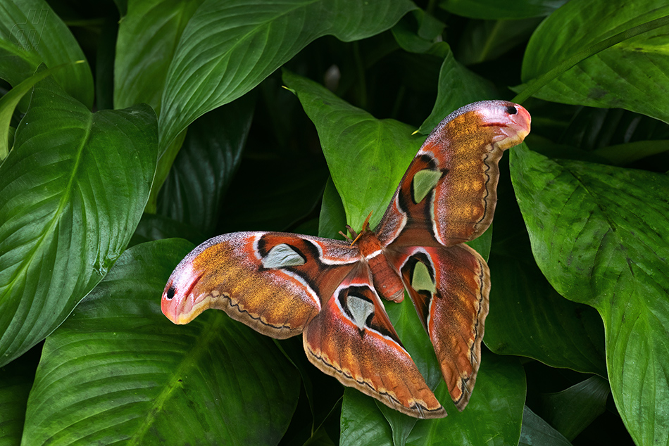 martináč atlas - Attacus atlas