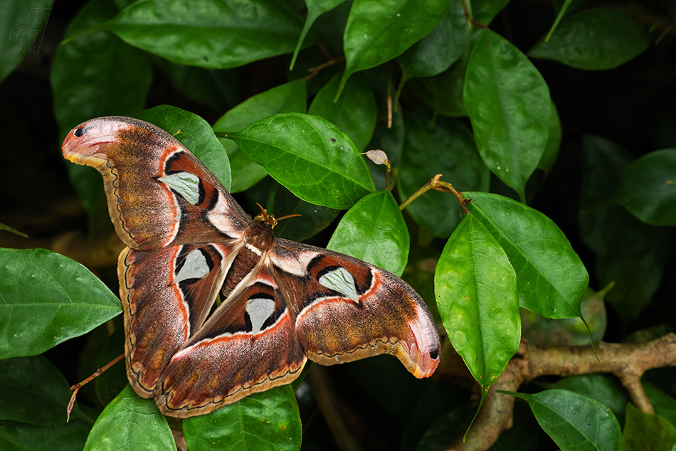 martináč atlas - Attacus atlas