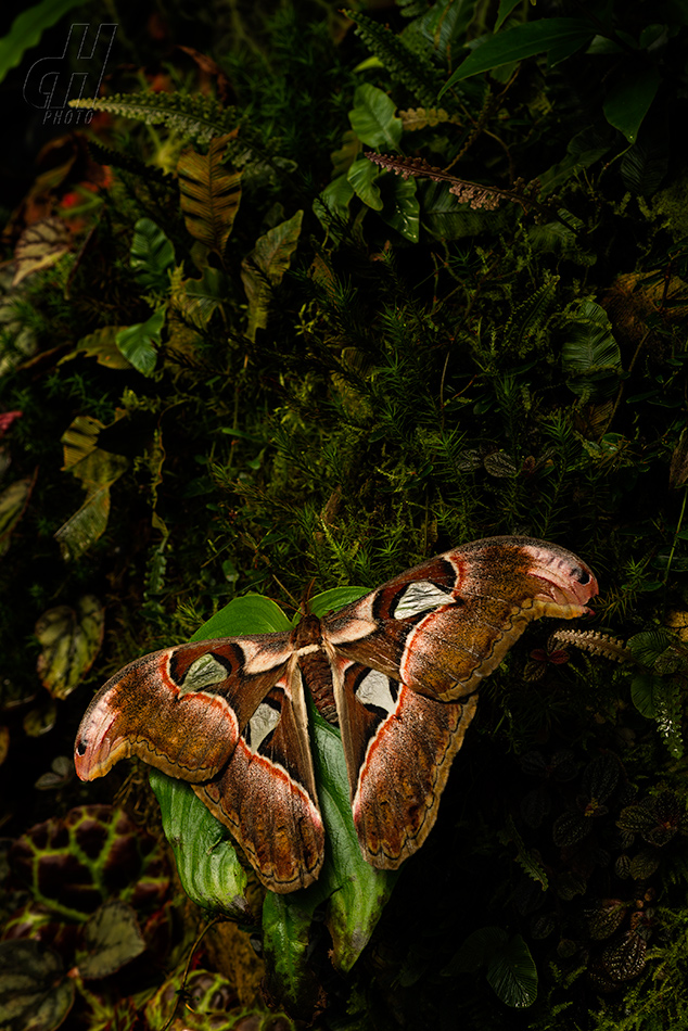 martináč atlas - Attacus atlas