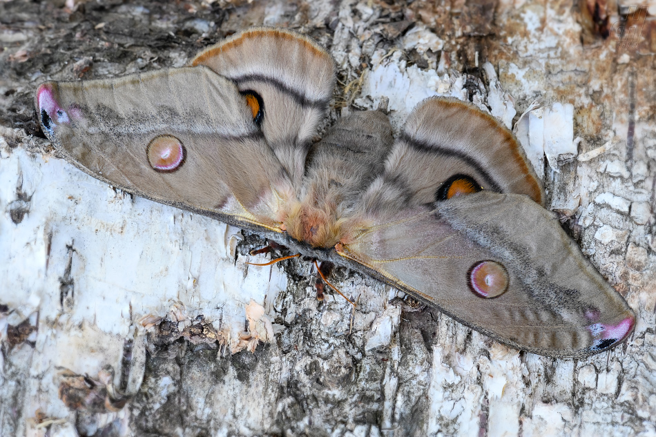 martináč blahovičníkový - Opodiphthera eucalypti