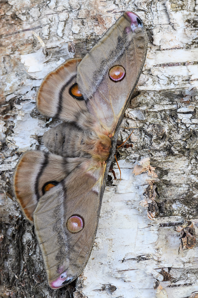 martináč blahovičníkový - Opodiphthera eucalypti