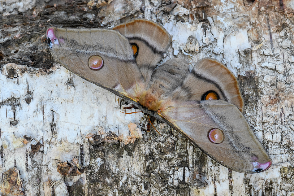 martináč blahovičníkový - Opodiphthera eucalypti