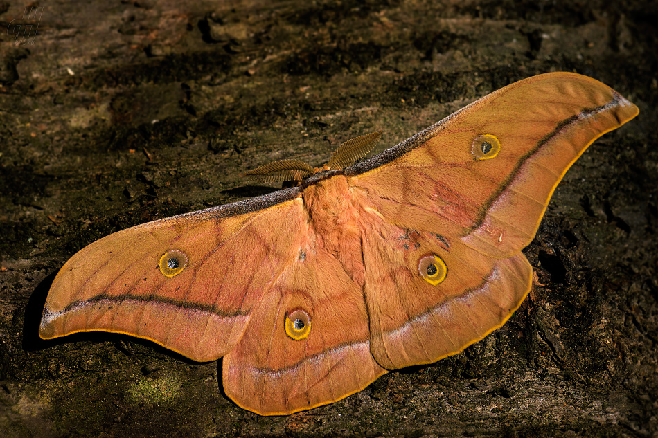 martináč čínský - Antheraea pernyi