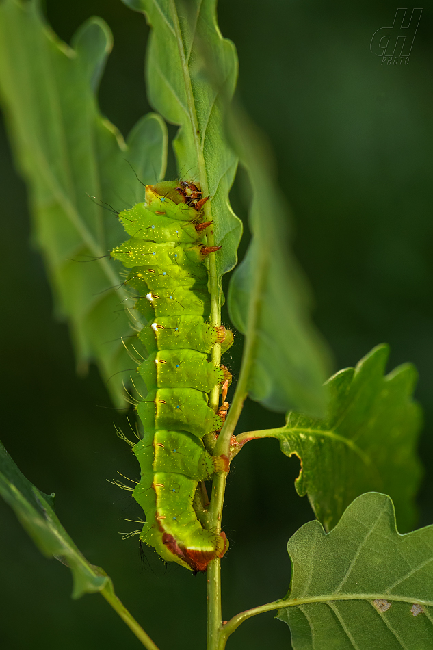 martináč dubový - Antheraea yamamai