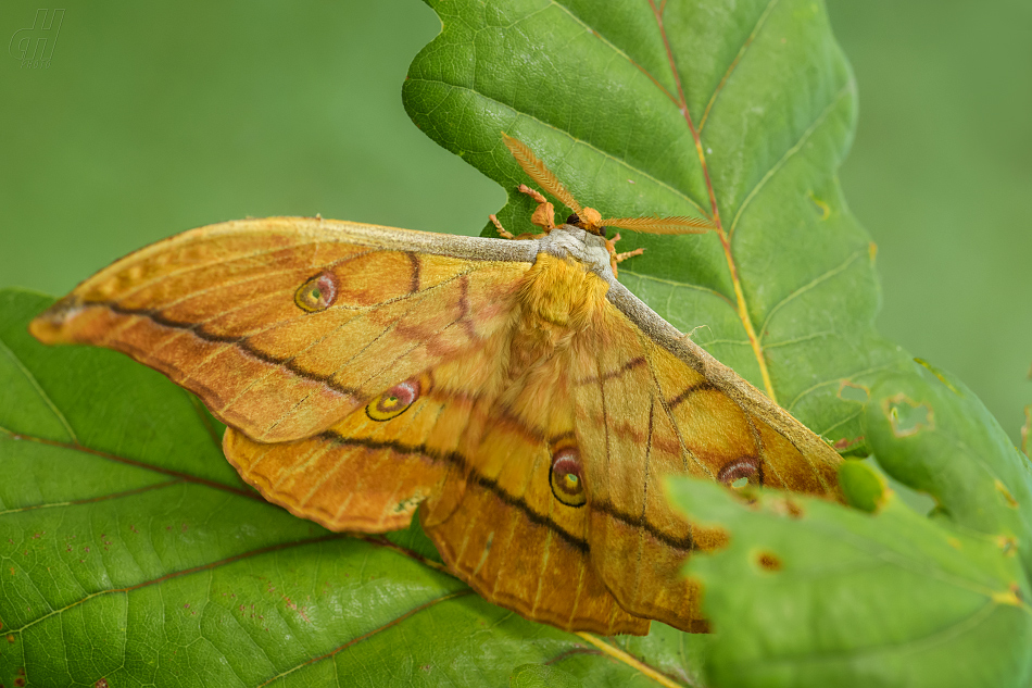 martináč dubový - Antheraea yamamai