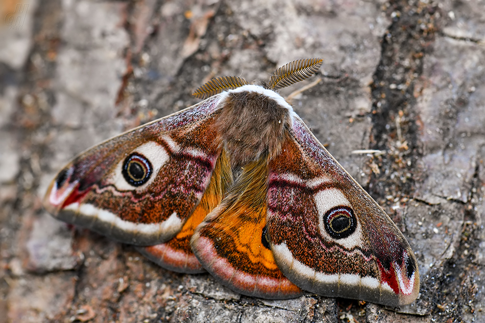 martináč habrový - Saturnia pavonia