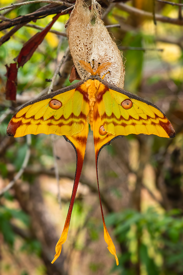 martináč kometa - Actias mittrei