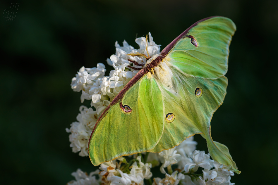 martináč měsíčitý - Actias luna