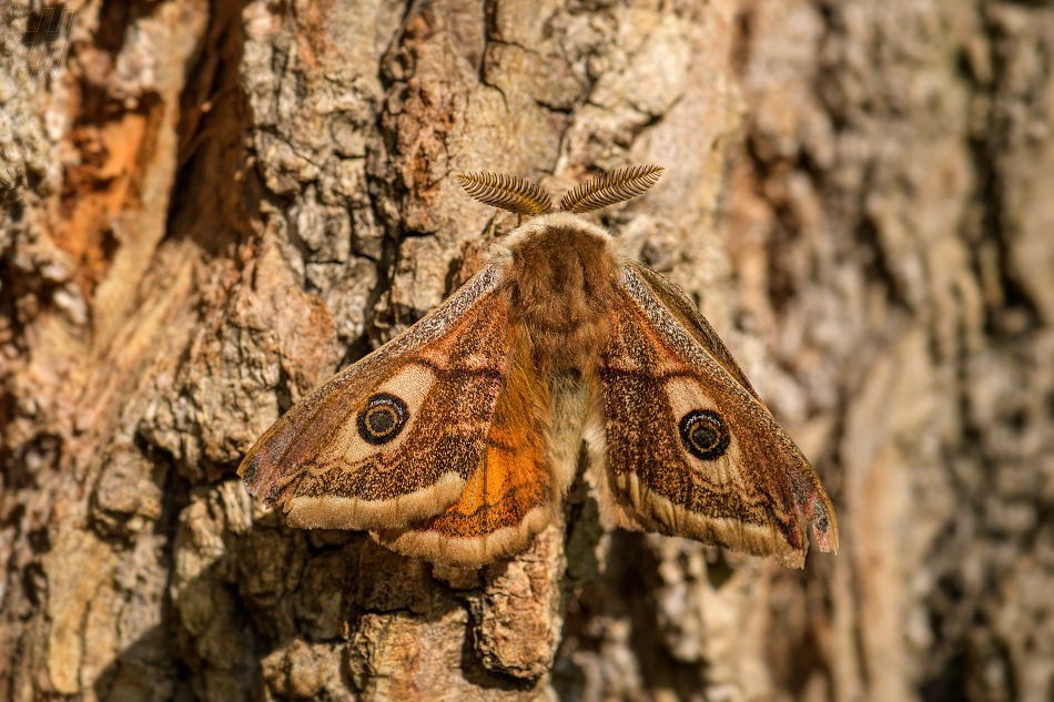 martináček habrový - Saturnia pavonia