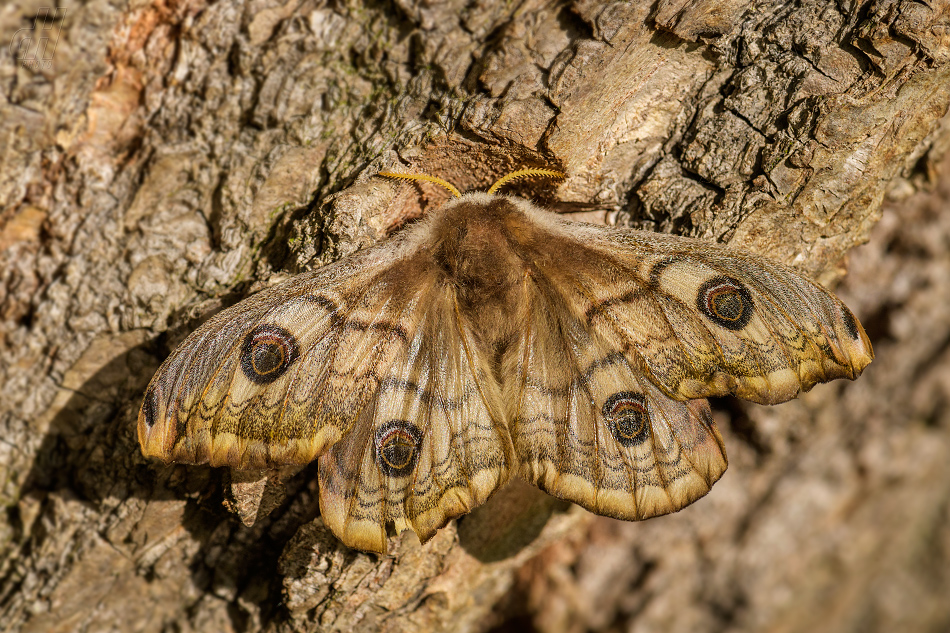 martináček habrový - Saturnia pavonia